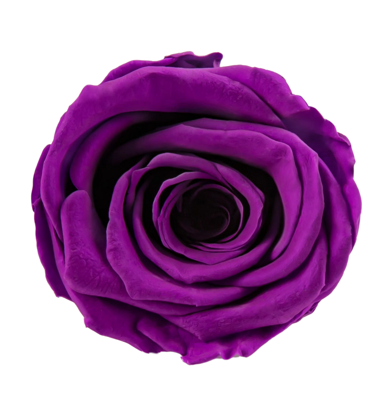 Roséphon Eternal Bloom Music Box