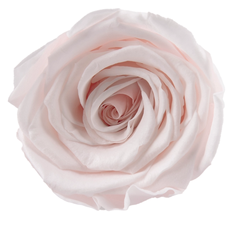 Roséphon Eternal Bloom Music Box