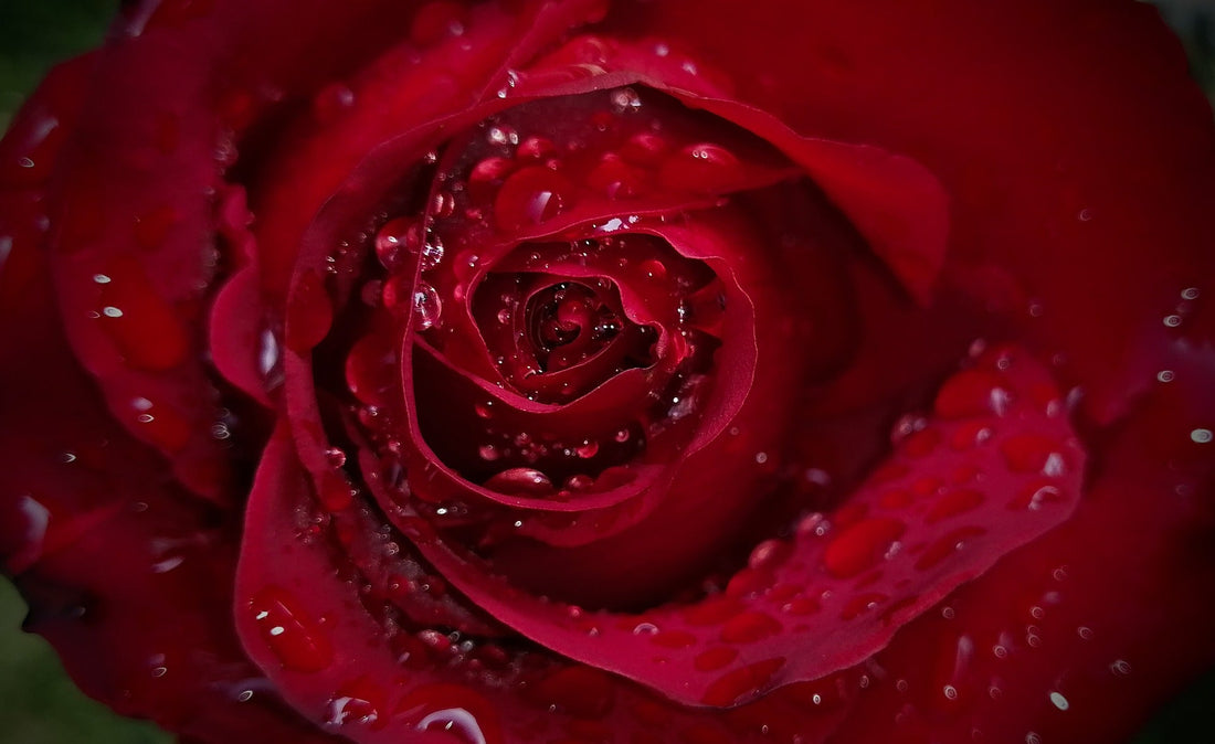 Roses and Romance: A Symbol of Love That Never Fades