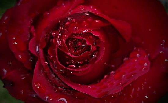 Roses and Romance: A Symbol of Love That Never Fades