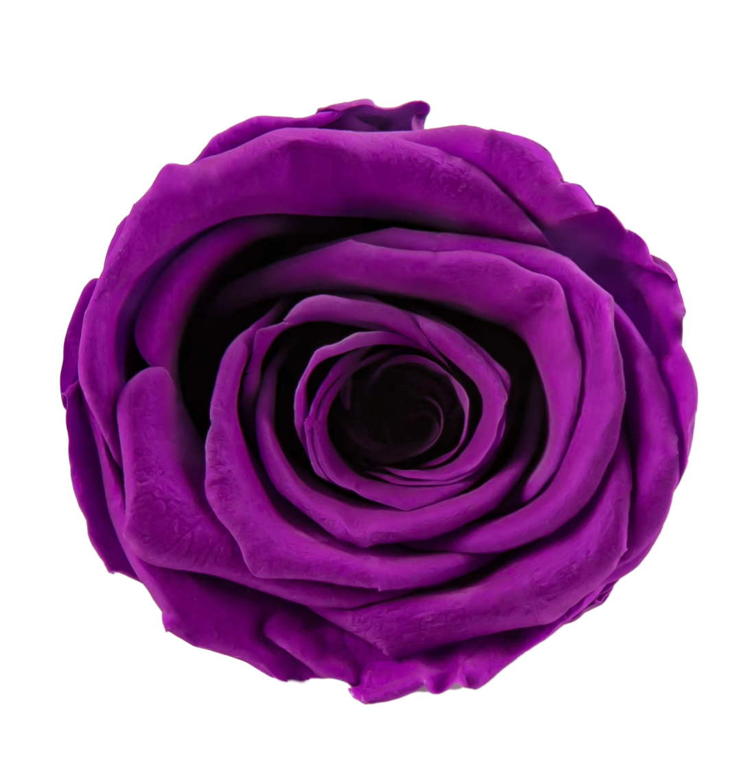 Roséphon Eternal Bloom Music Box