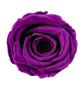 Roséphon Eternal Bloom Music Box