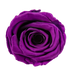 Roséphon Eternal Bloom Music Box