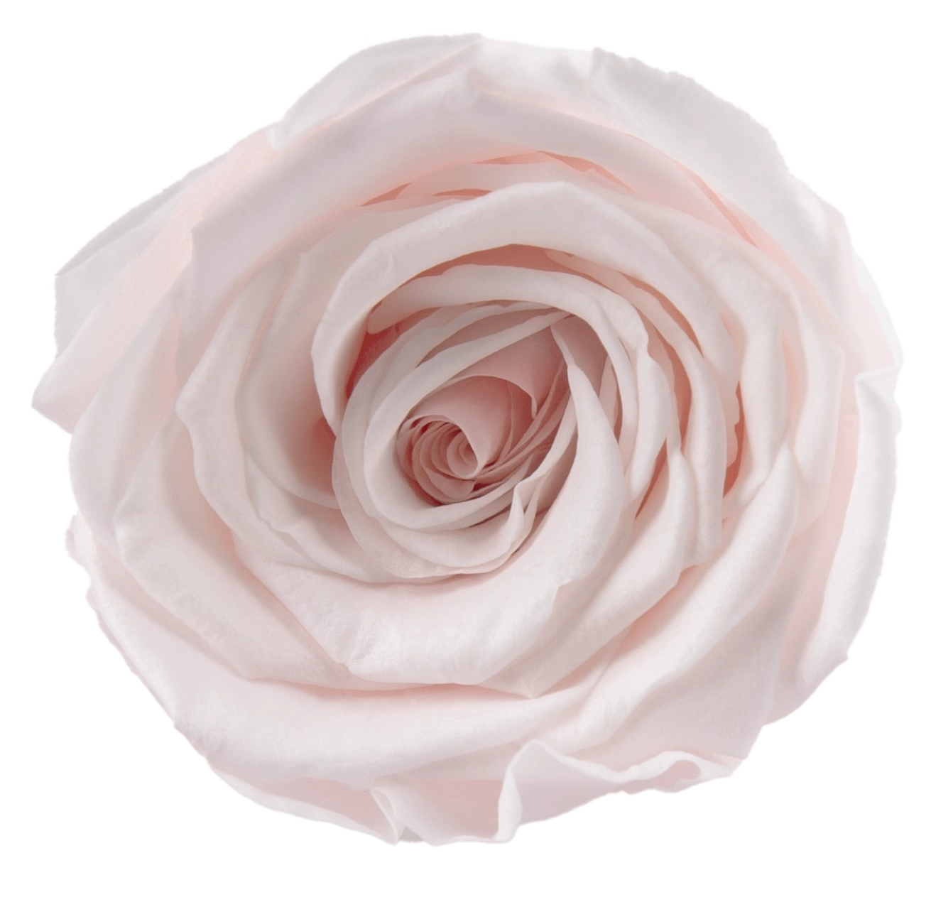 Roséphon Eternal Bloom Music Box