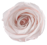 Roséphon Eternal Bloom Music Box