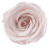 Roséphon Eternal Bloom Music Box