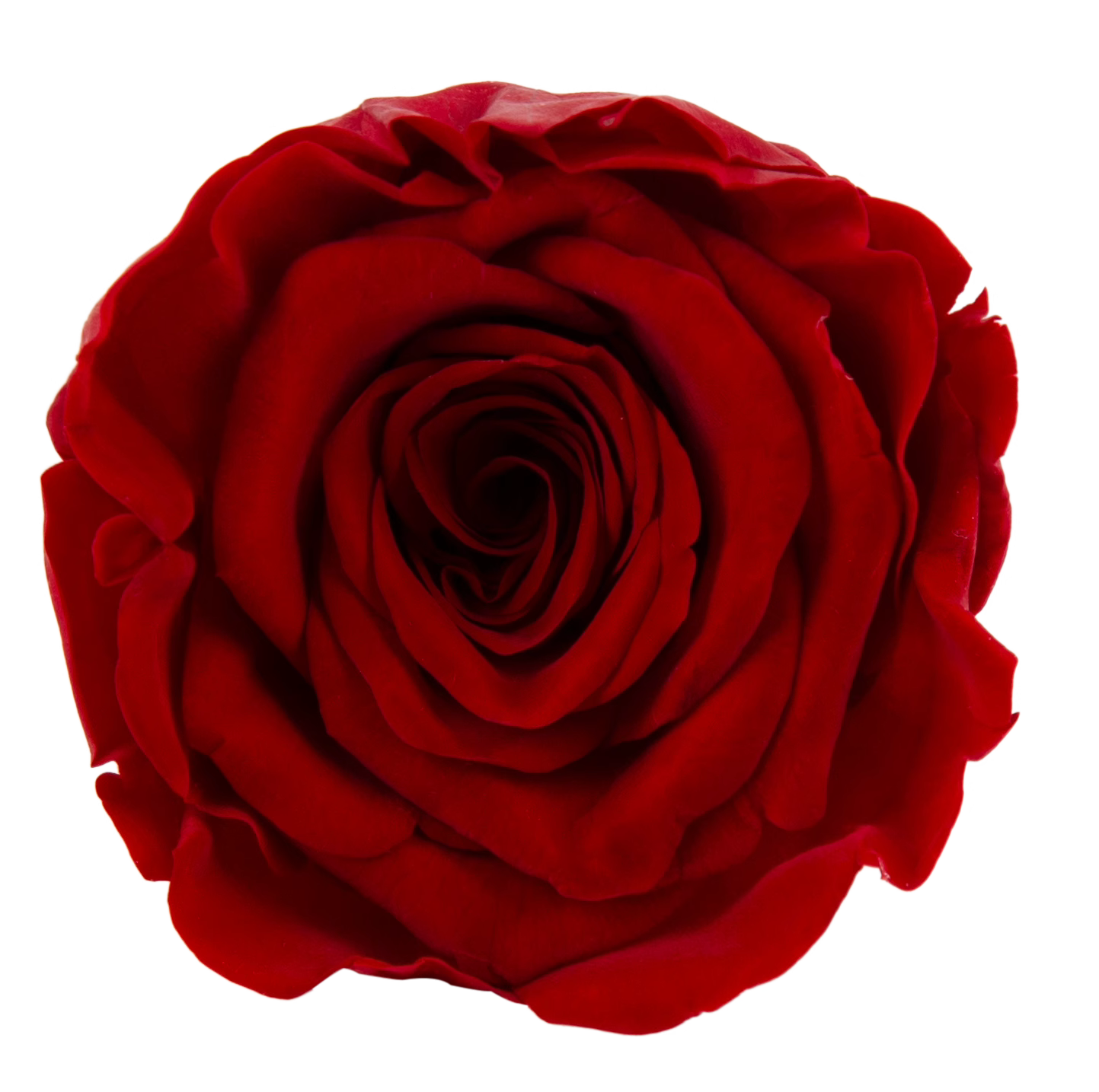 Roséphon Eternal Bloom Music Box
