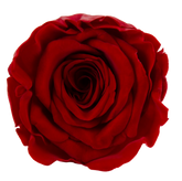 Roséphon Eternal Bloom Music Box