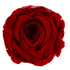 Roséphon Eternal Bloom Music Box