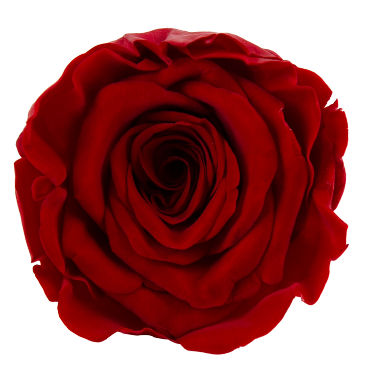 Roséphon Eternal Bloom Music Box